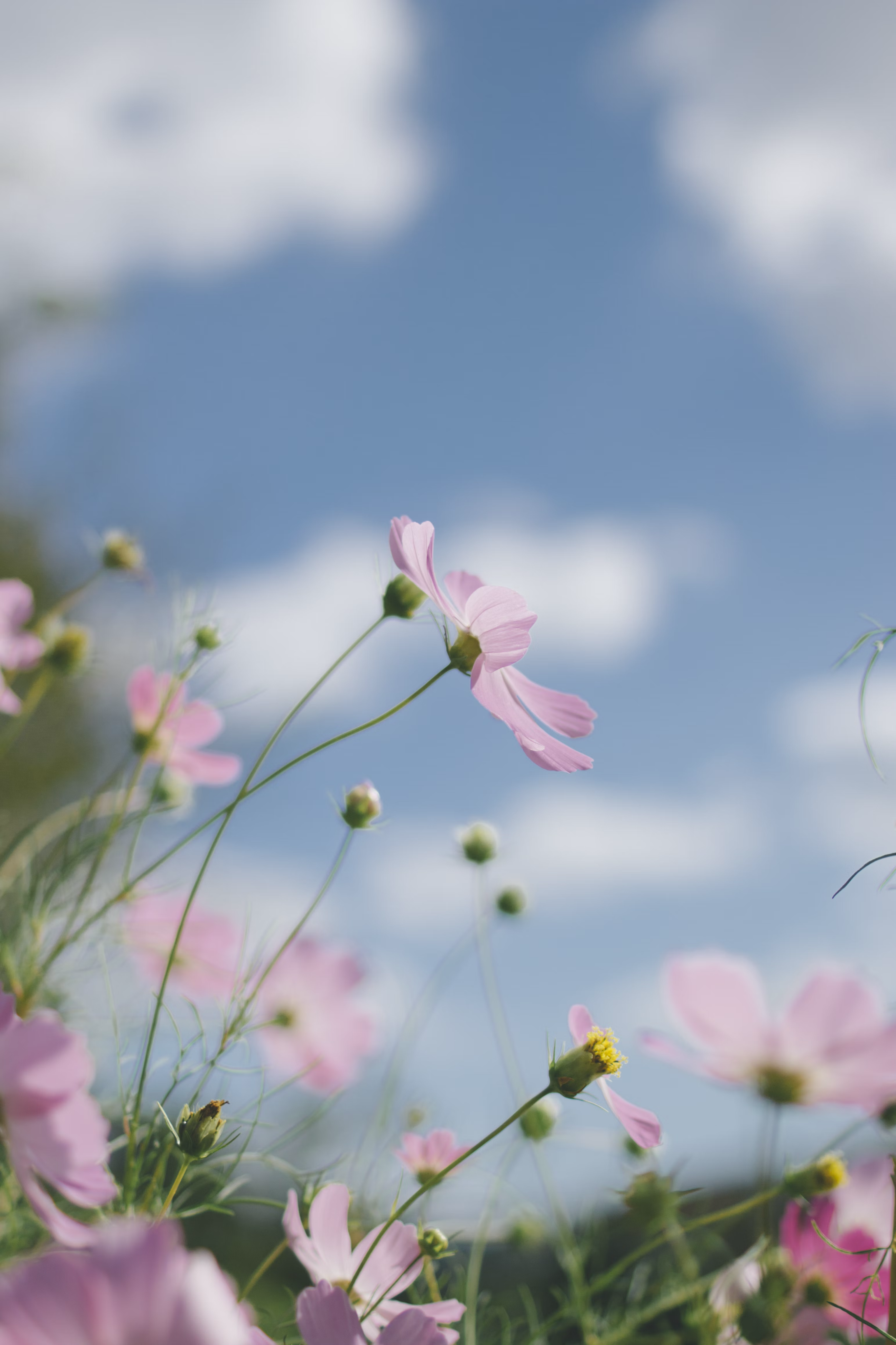 pink flower on blue sky